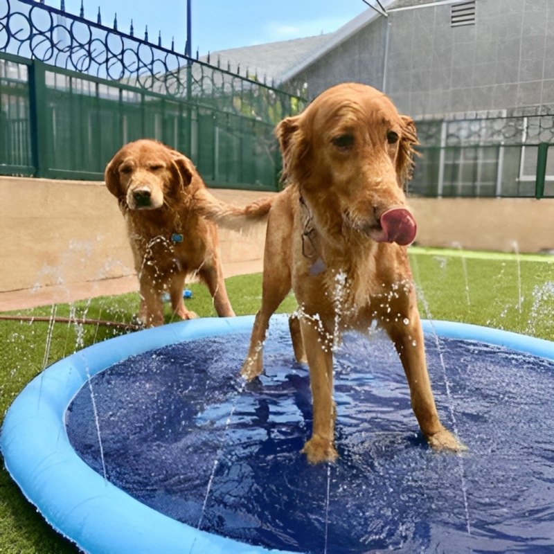 Sprinkler Dog Pool